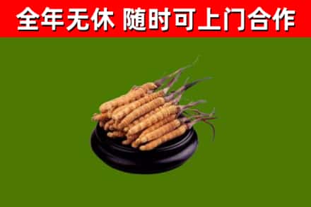 东阳市回收冬虫夏草