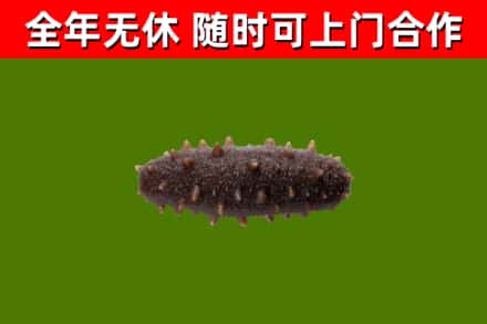 东阳市回收海参干